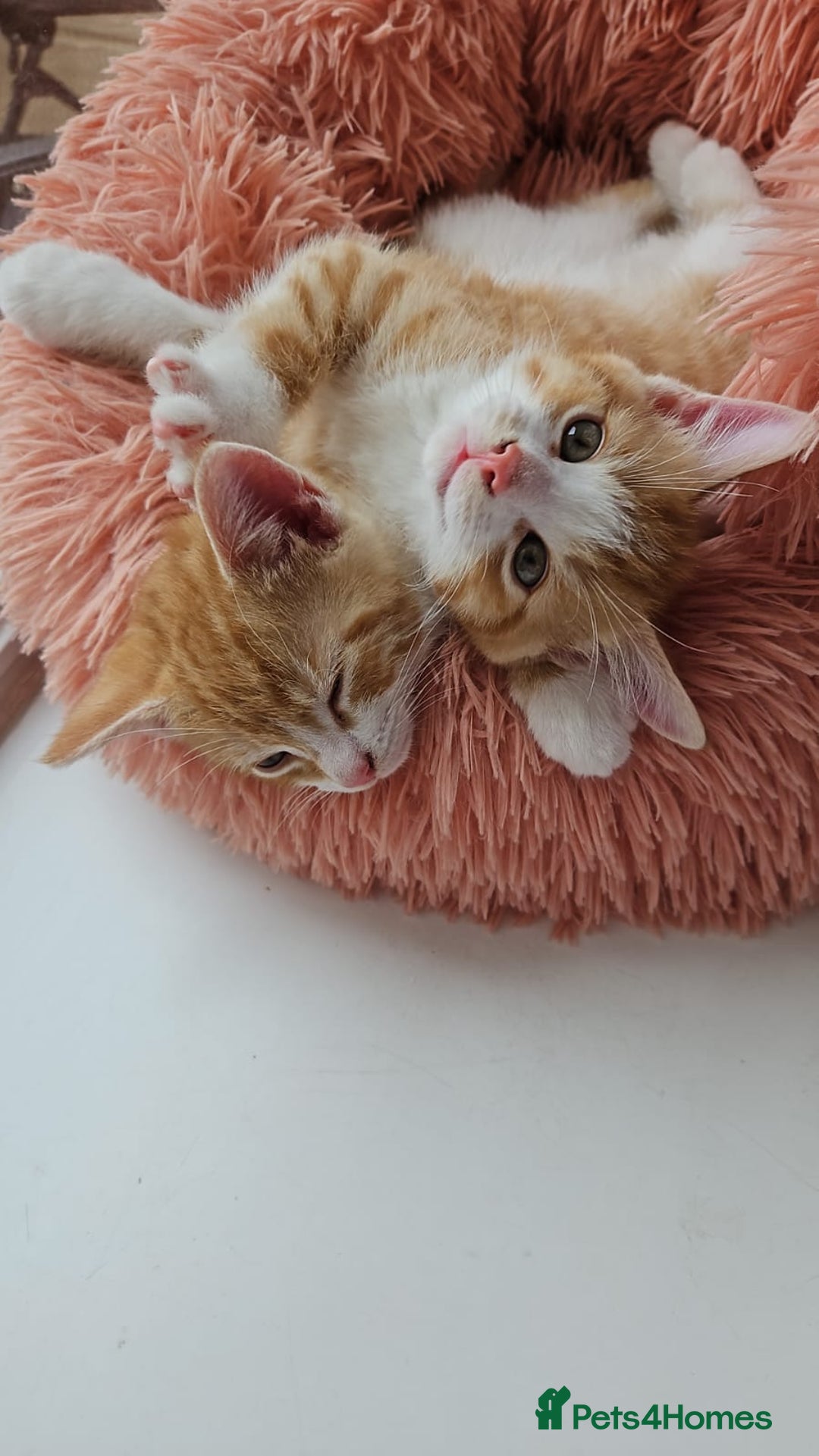 Mixed Breed cats for sale: Kittens  - Image 2