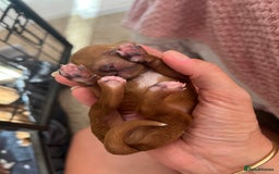 Cavapoo dogs for sale: Gorgeous Cavapoo's - Image 3
