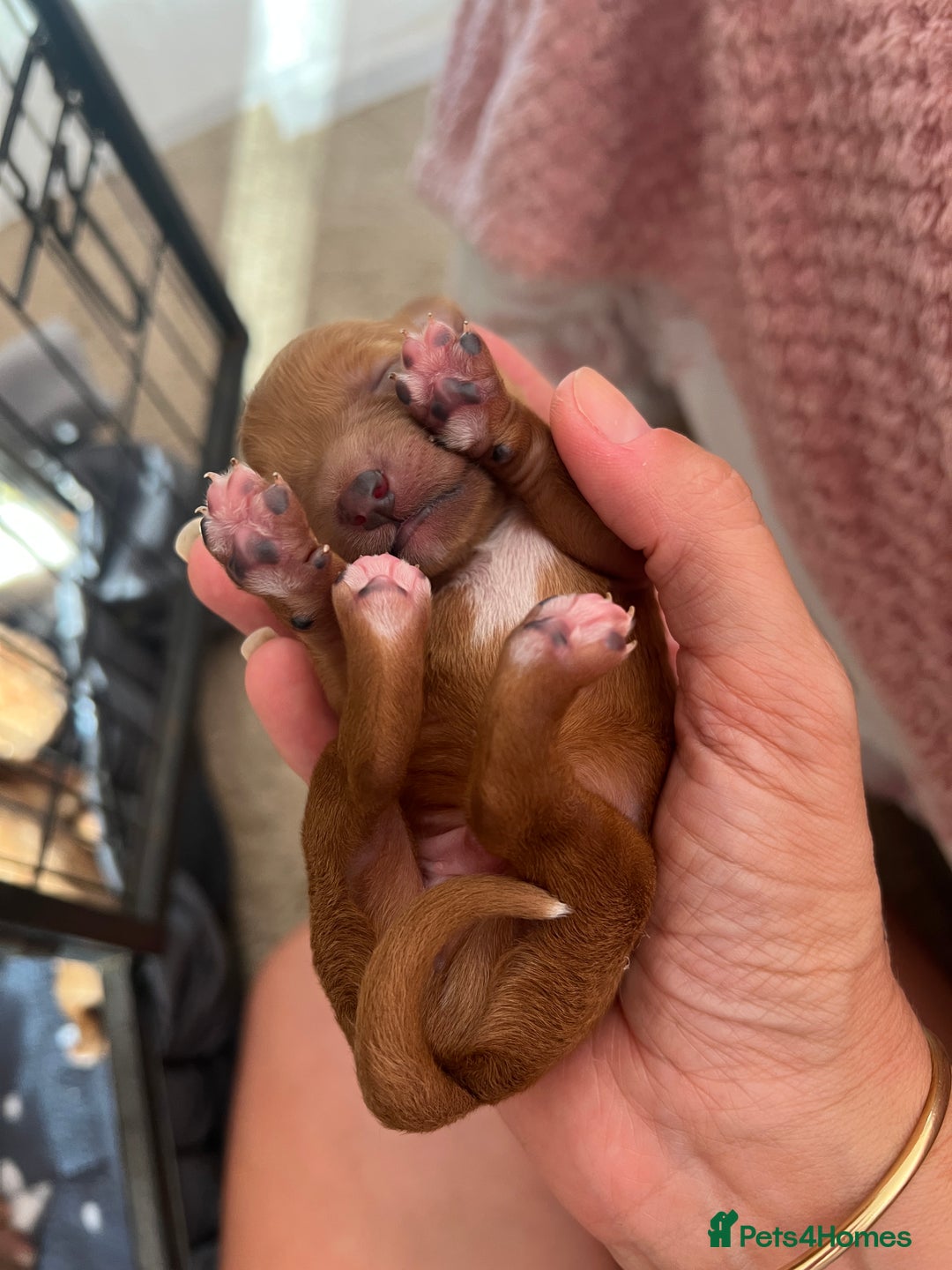 Cavapoo dogs for sale: Gorgeous Cavapoo's - Image 3