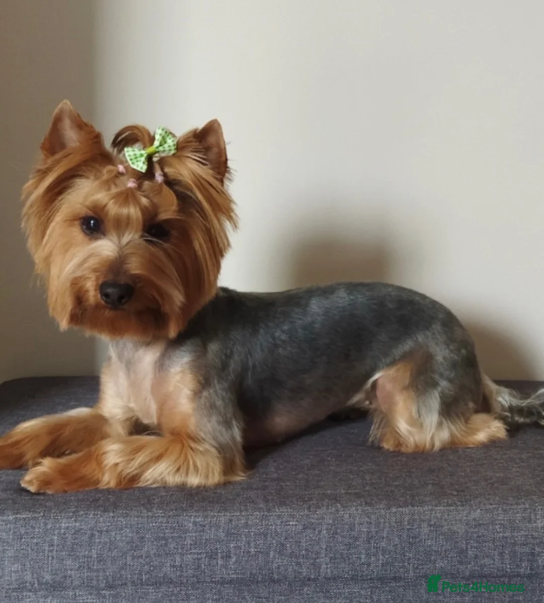 Yorkshire Terrier dogs for sale: Yorkshire Terrier Female Puppy - Advert 1