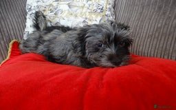 Yorkshire Terrier dogs for sale: Rare Colourful Pedigree Yorkies Certified Breeder - Image 23