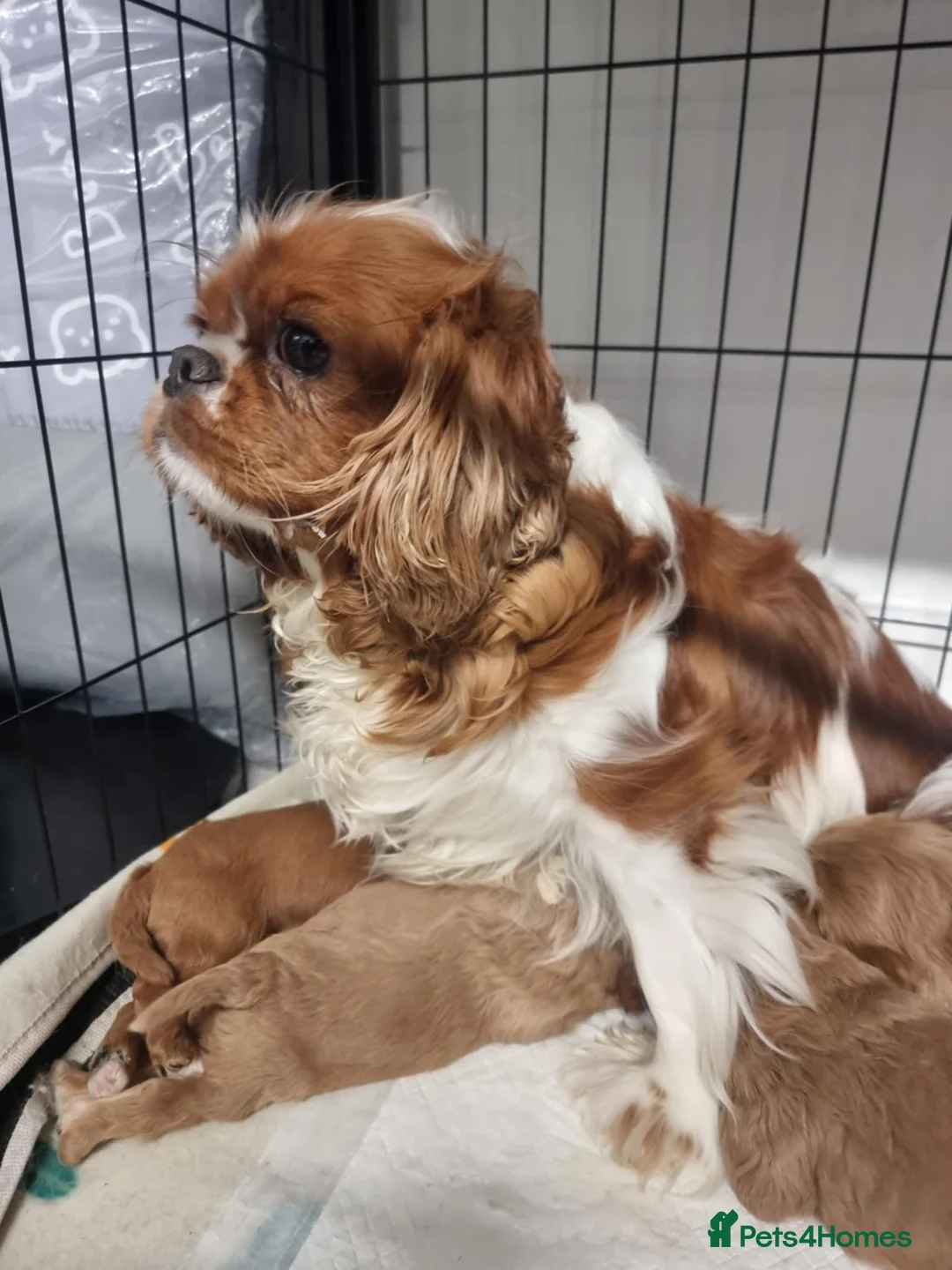 Cavapoo dogs for sale: Cavapoo - Advert 11