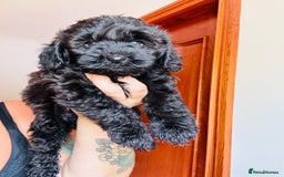 Cockapoo dogs for sale: All pups reserved  ! Ready 4 August - Image 4