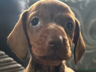 Dachshund dogs STUNNING KC REG STANDARD DACHSHUNDS - Advert 11