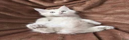 Maine Coon cats for sale: Bear Paw (🐾🐻 polydactyl) Maine Coon kittens TICA - Advert 13