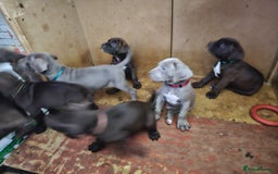 Mastiff dogs for sale: Mastiff Hybrids  - Image 11