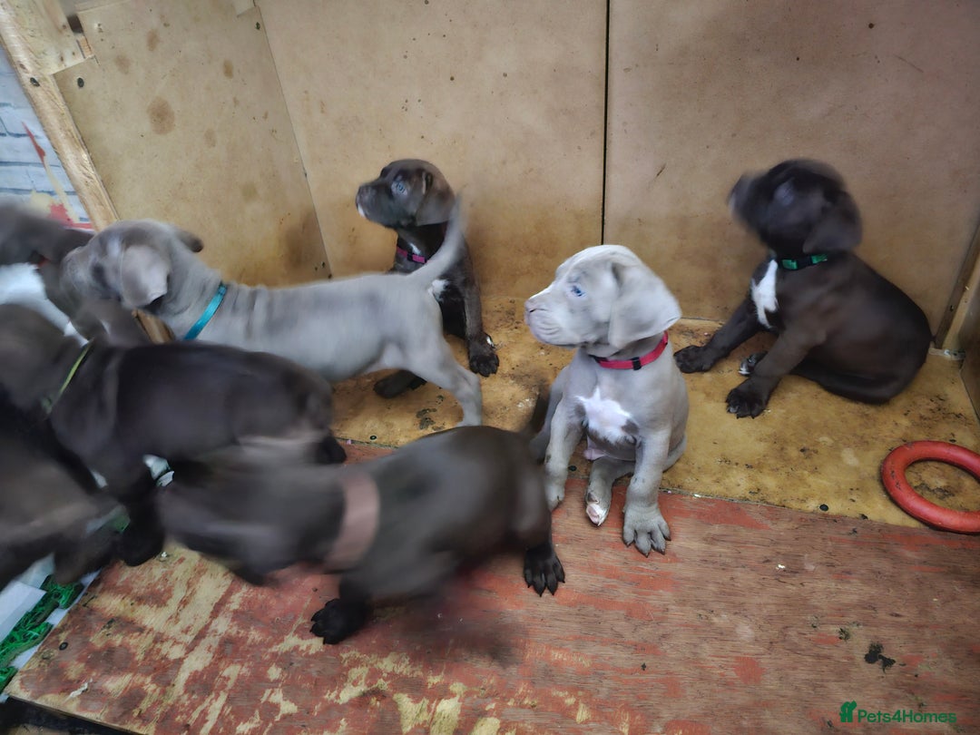 Mastiff dogs for sale: Mastiff Hybrids  - Image 11