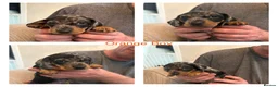 Miniature Dachshund dogs for sale: Miniature Dachshund puppies  in Thornton-Cleveleys - Advert 5