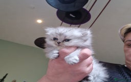 Persian cats for sale: Persian with Himalyan kitten  - Image 5
