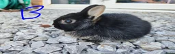 Netherland Dwarf rabbits for sale: Netherland dwarfs - Advert 12