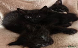 Mixed Breed cats for sale: 6 kittens avaliable from 3rd August 2025 - Image 2