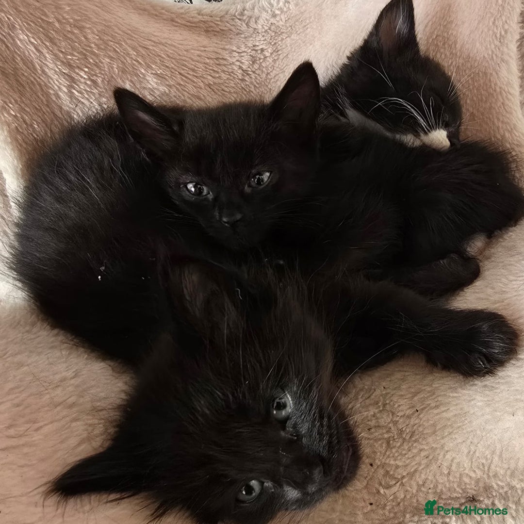 Mixed Breed cats for sale: 6 kittens avaliable from 3rd August 2025 - Image 2