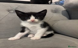 British Shorthair cats for sale: Kittens for sale  - Advert 7