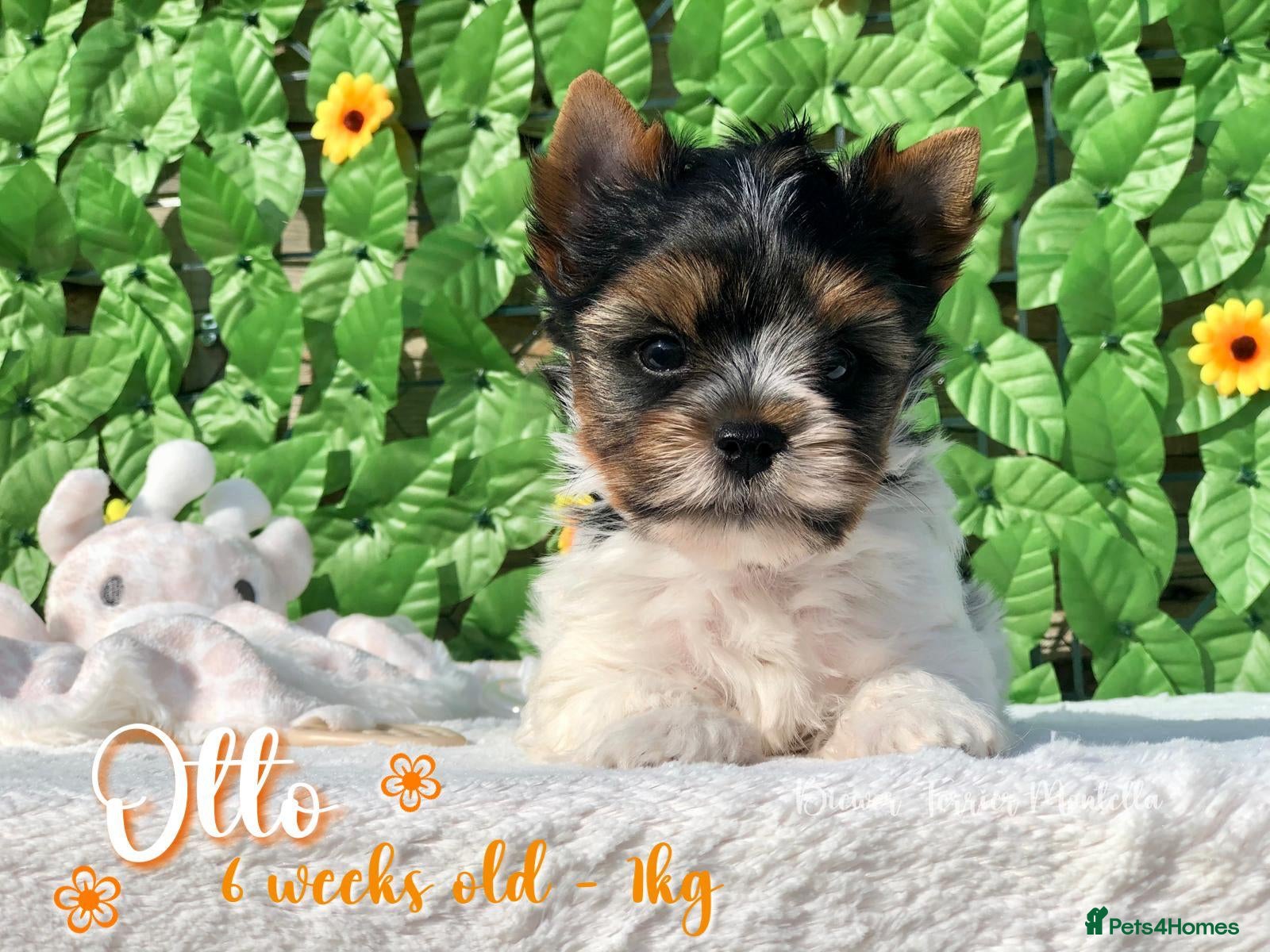 Biewer Terrier dogs One boy left Biewer Terriers! - Advert 1