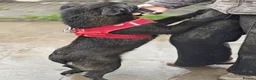 Mixed Breed dogs for adoption: ❤️🐶 YUKI & FIFI – TWO HEARTS, ONE LITTLE TEAM in Burton-on-Trent - Advert 11