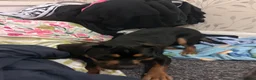 Mixed Breed dogs for sale: Matilda  in Boston - Advert 5