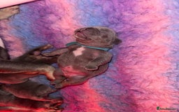 French Bulldog dogs for sale: 2nd litter of ⭐Jesus⭐️ natk9 frenchies - Image 14