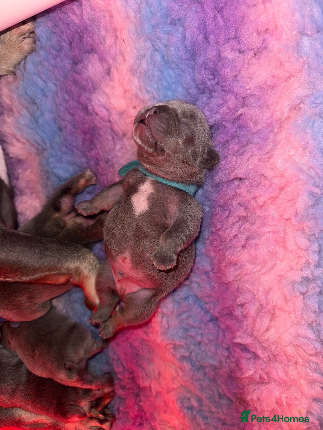 French Bulldog dogs for sale: 2nd litter of ⭐Jesus⭐️ natk9 frenchies - Image 14