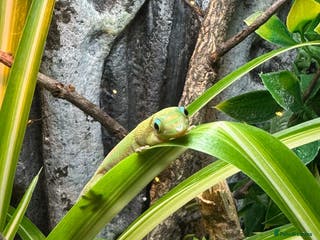Gecko reptiles X2 Gold Dust Geckos With Enclosure - Advert 8