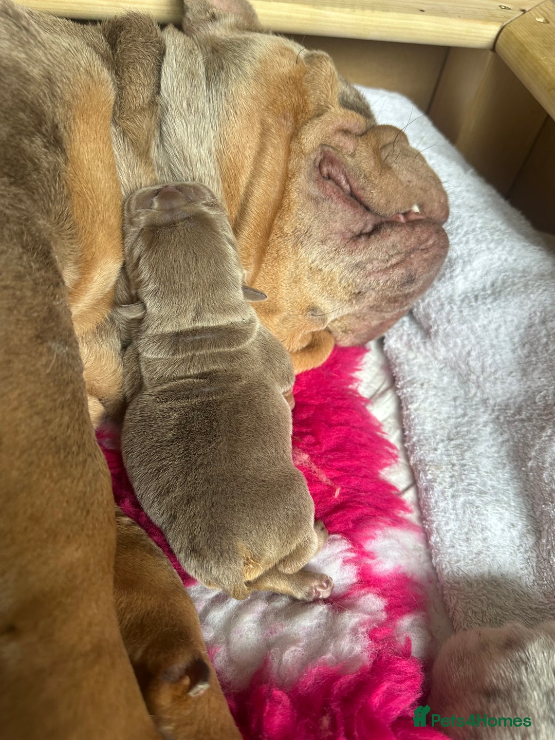 English Bulldog dogs for sale: English bulldog puppies - Image 18