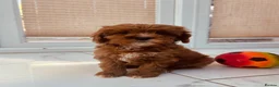 Cavapoo dogs for sale: Darling Cavapoos  - Advert 7