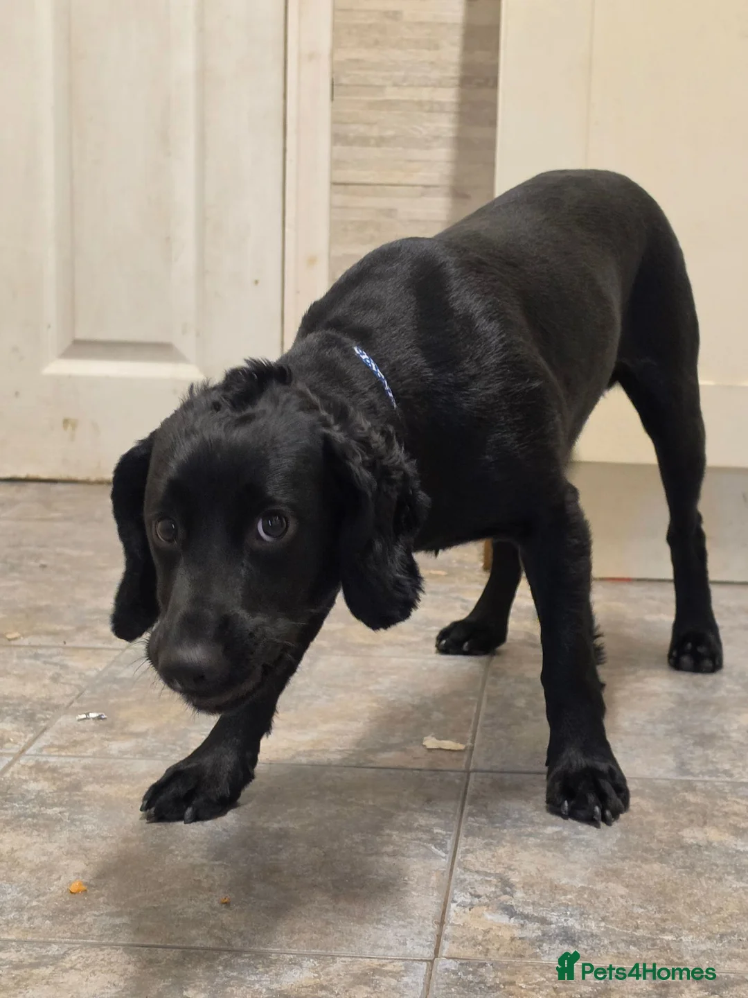 Cocker Spaniel dogs for sale: 8 month old cocker spaniel dog for sale - Advert 3