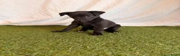 Whippet dogs for sale: Beautiful working whippets  - Advert 8