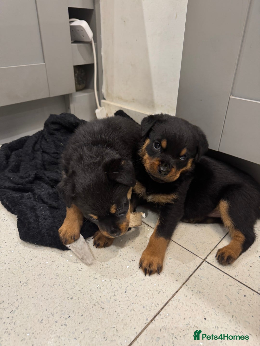 Rottweiler dogs for sale: Beautiful chunky Rottweiler puppies  - Advert 3