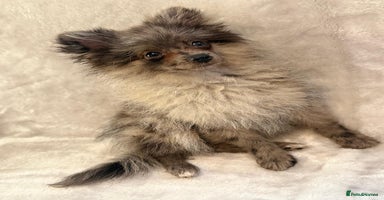 Pomeranian dogs - Advert 5