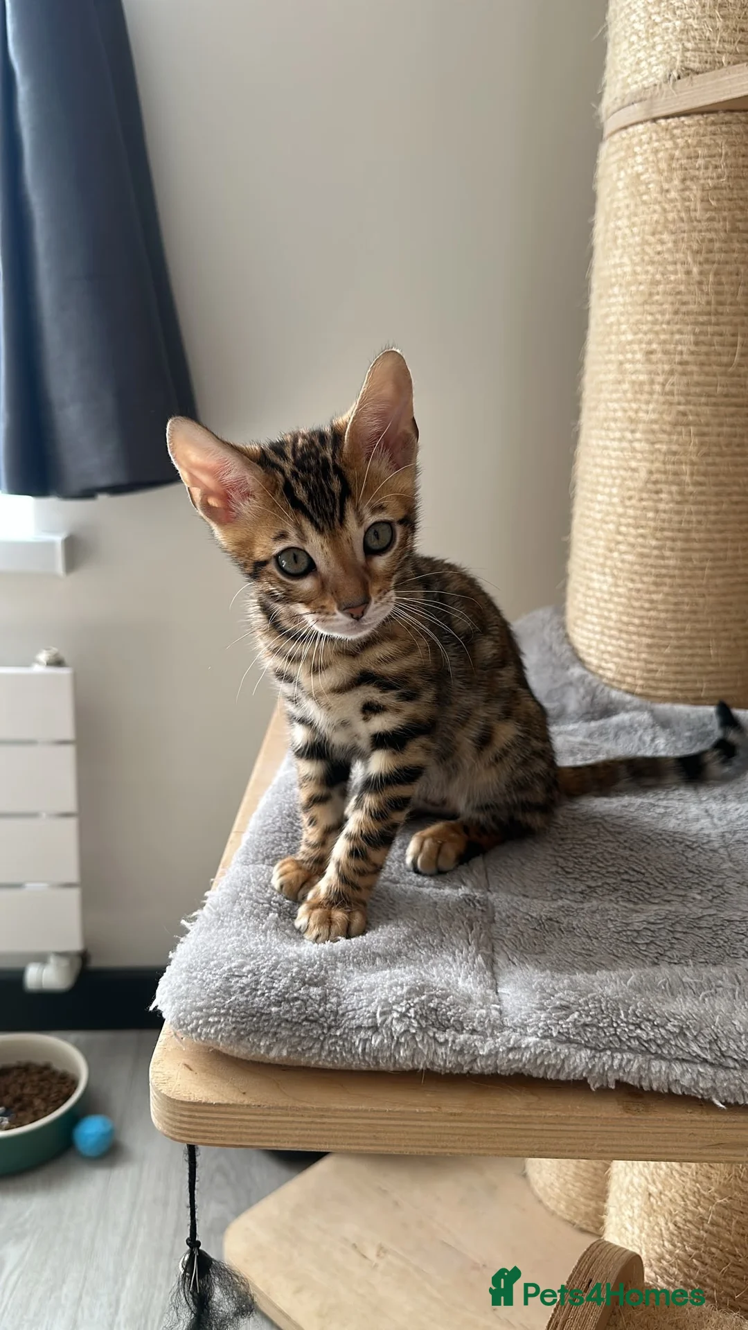 Bengal cats for sale: Bengal Kitten Boy (TICA Registered) - Advert 2