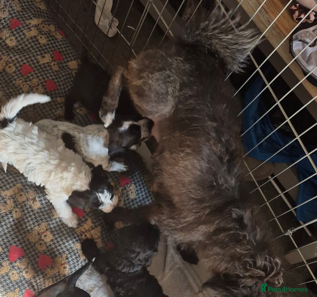 Mixed Breed dogs for sale: Stunning jackapoo x cocapoo puppies - Image 35