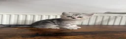 Scottish Fold cats for sale: Scottish Food  - Advert 4