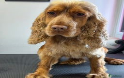 Cocker Spaniel dogs for sale: KC Show Cocker Spaniel Choc Sable - Image 1