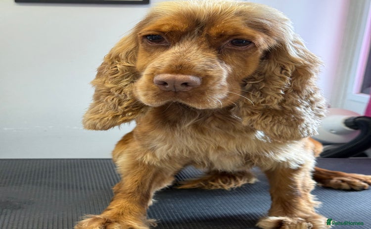 Cocker Spaniel dogs - Advert 1