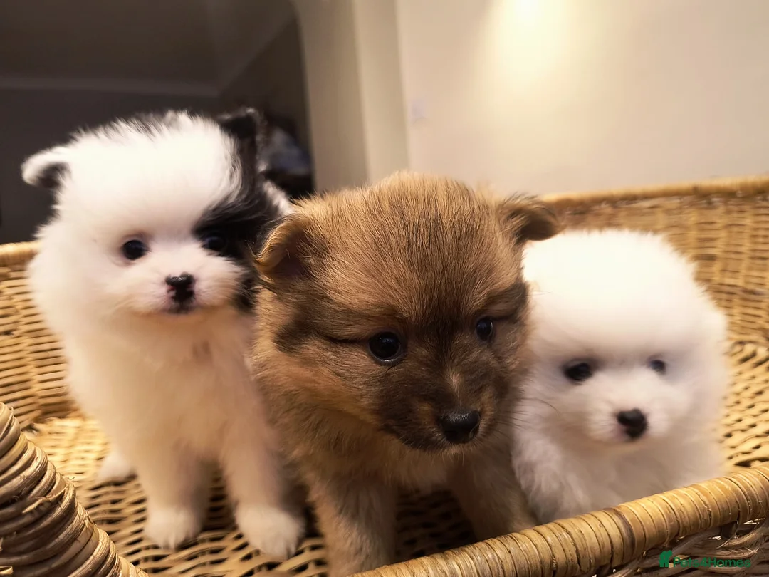Pomeranian dogs for sale: Stunning Home-Reared Pomeranian Puppies in Harrow - Advert 3