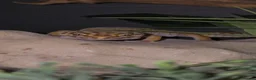 Leopard Gecko reptiles for sale: Leopard gecko for sale with the viv - Advert 2