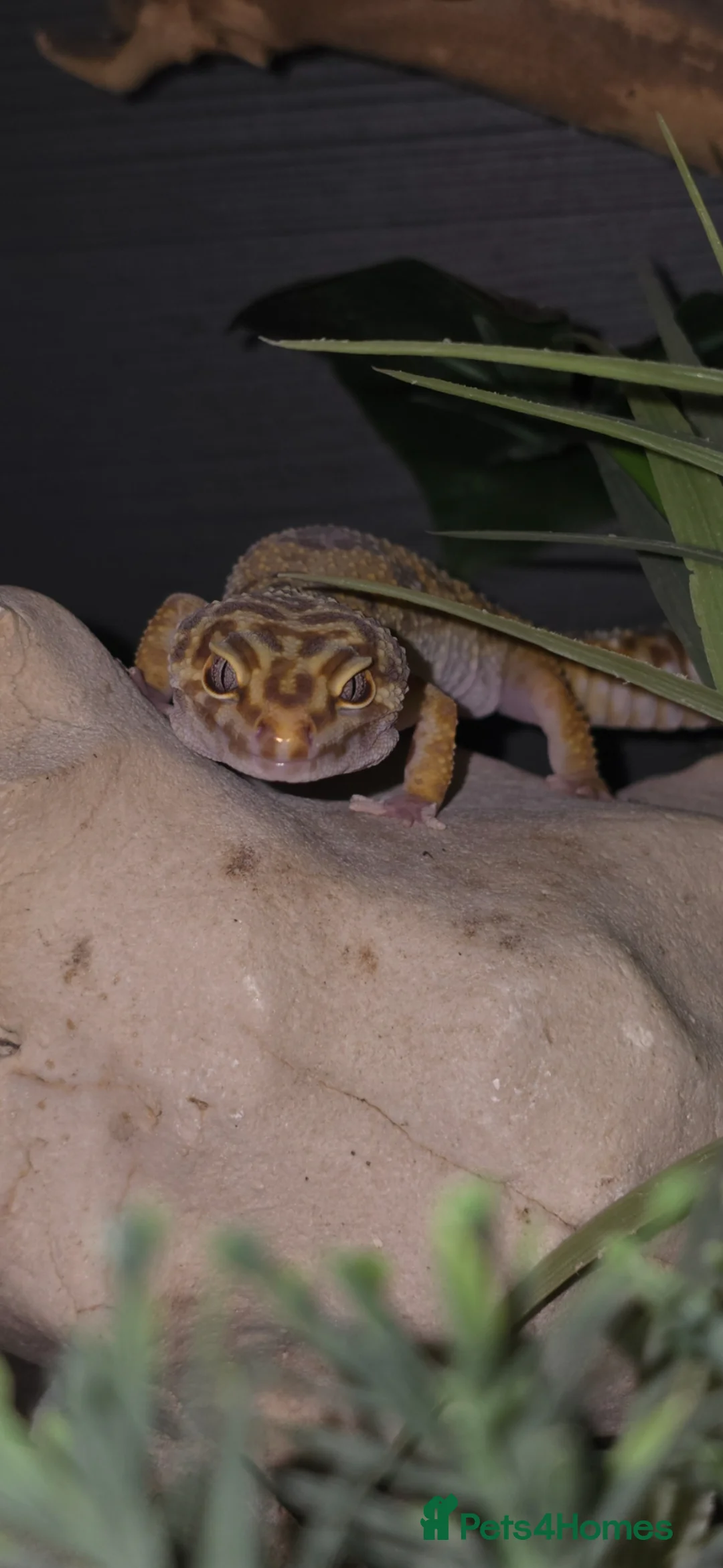 Leopard Gecko reptiles for sale: Leopard gecko for sale with the viv - Advert 2
