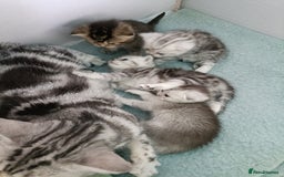 Scottish Fold cats for sale: Scottish fold kittens  - Image 5