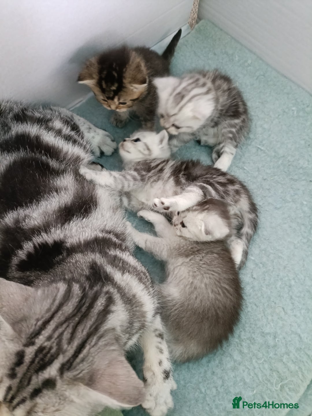 Scottish Fold cats for sale: Scottish fold kittens  - Image 5