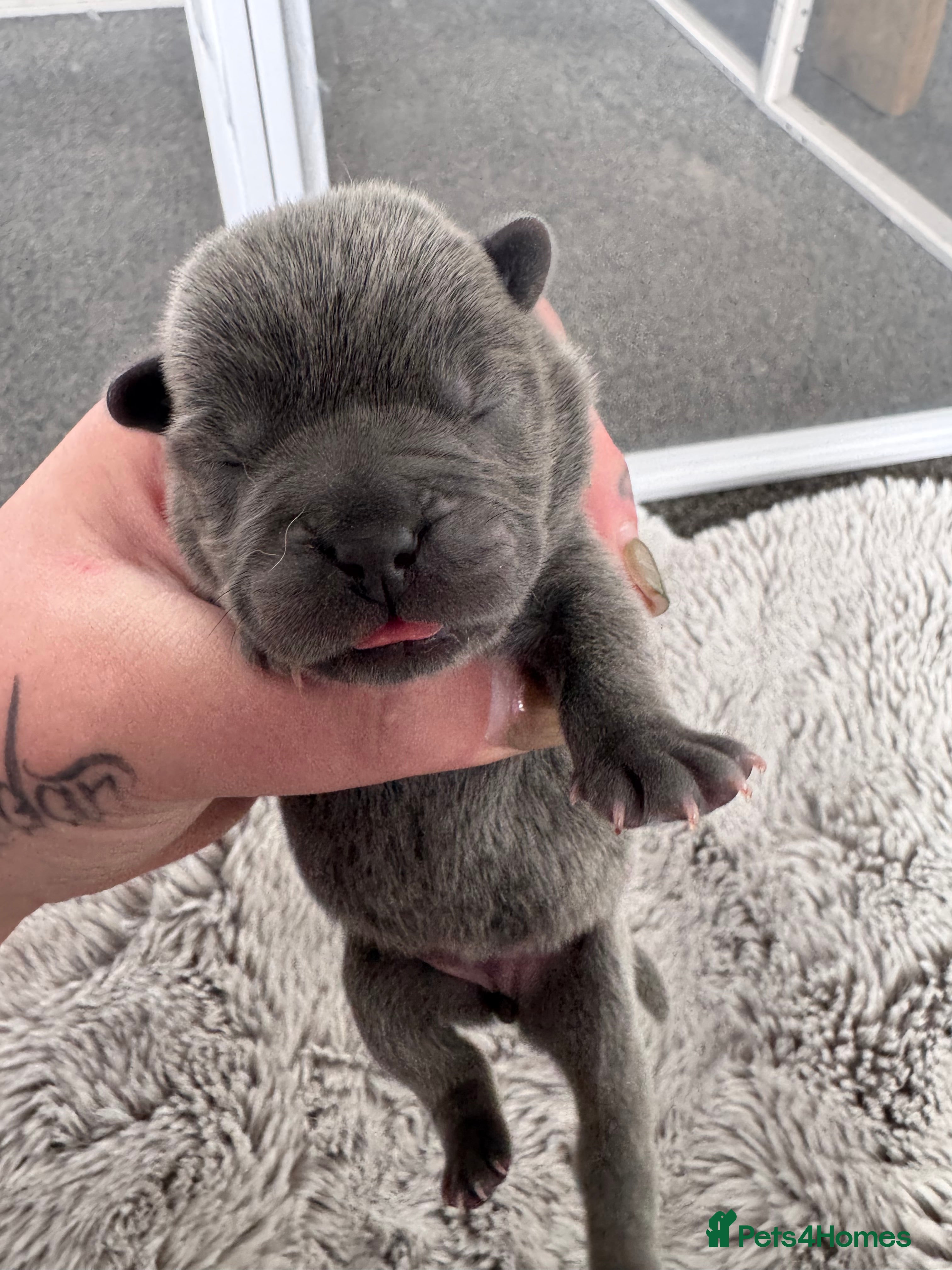 Mixed Breed dogs for sale: Beautiful Litter of French Chows - Advert 5