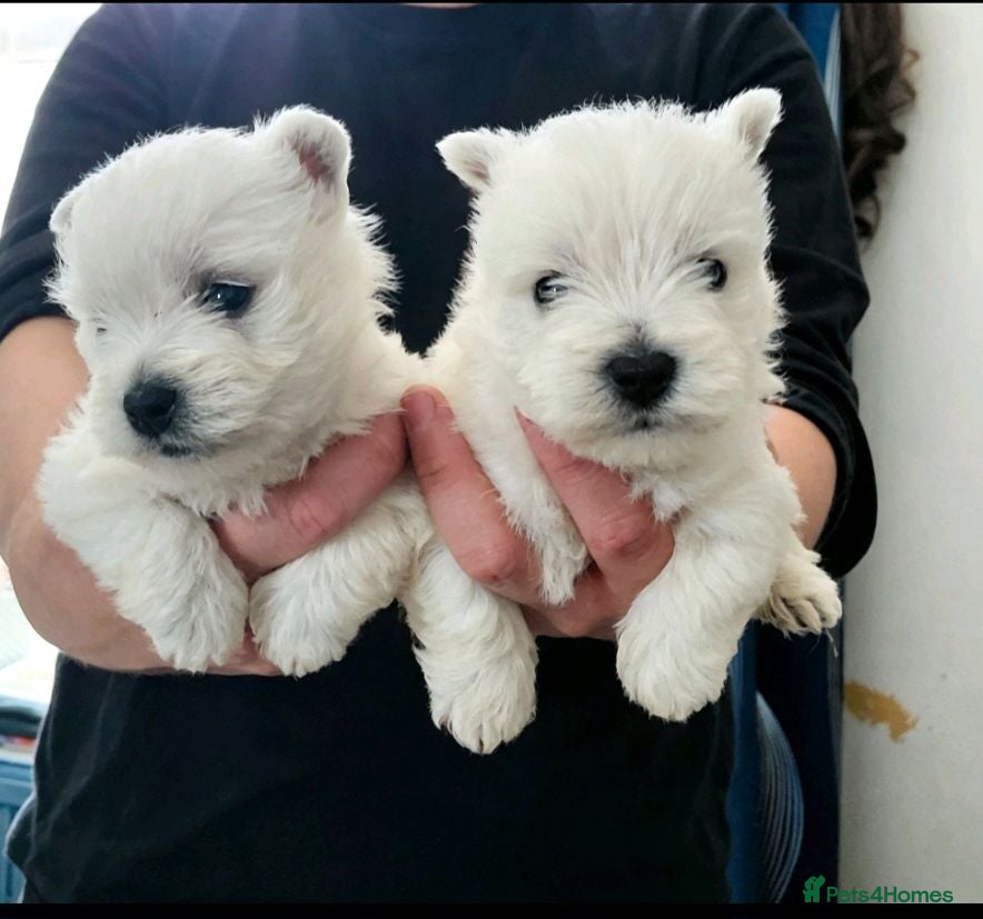 West Highland Terrier dogs Kc reg, quality Westie WHWT puppies  - Advert 18