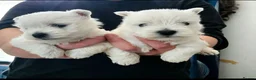 West Highland Terrier dogs for sale: Kc reg, quality Westie WHWT puppies  - Advert 1