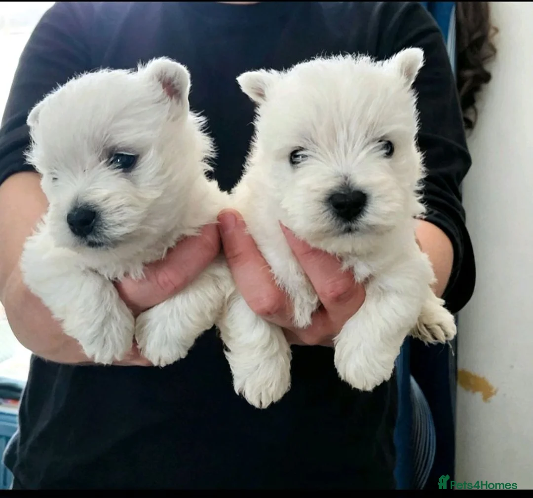 West Highland Terrier dogs for sale: Kc reg, quality Westie WHWT puppies  - Advert 1