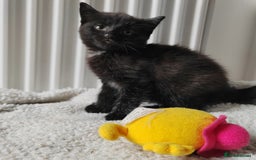 Mixed Breed cats for sale: Marble Bengal cross  - Image 18