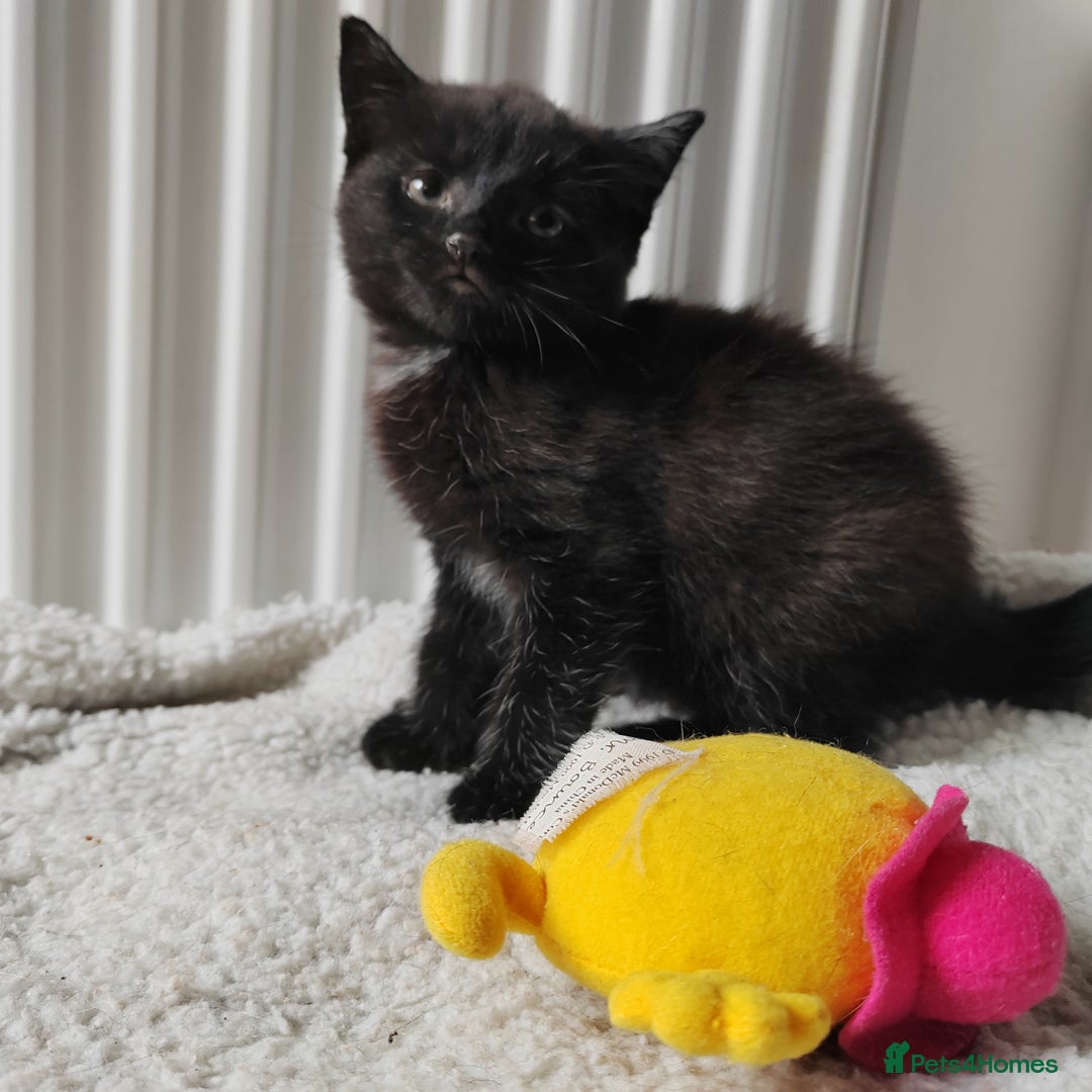 Mixed Breed cats for sale: Marble Bengal cross  - Image 18
