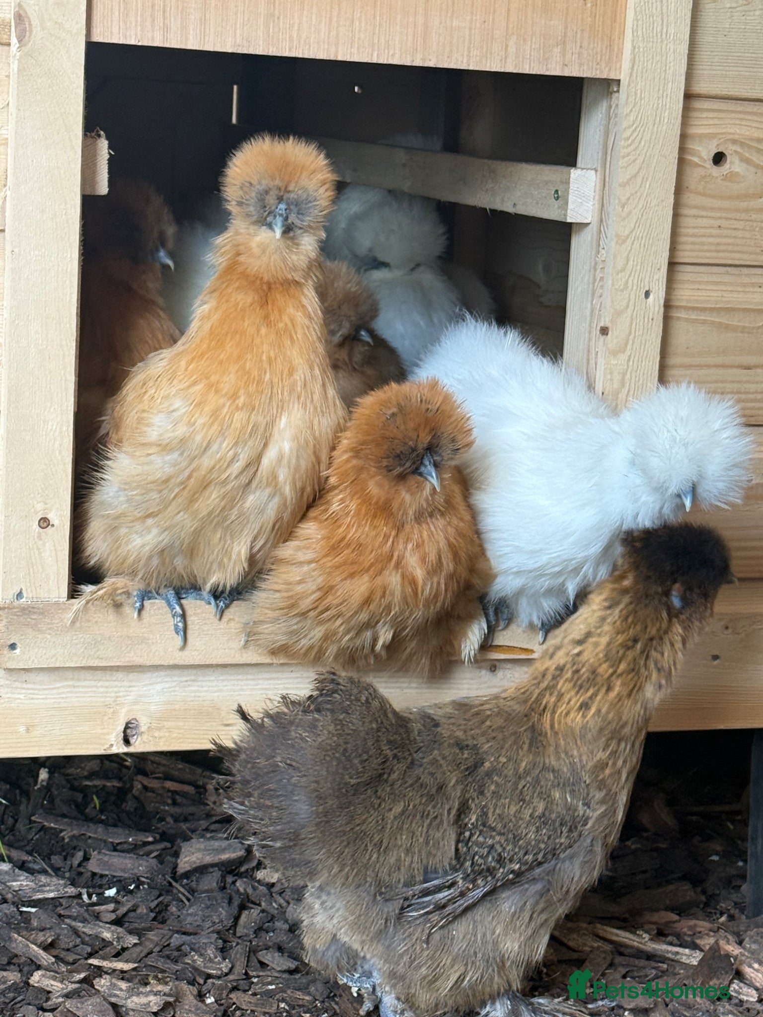Chickens poultry Silkie hens & Polish hens point of lay  - Advert 1