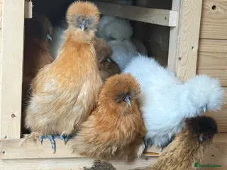 Chickens poultry Silkie hens & Polish hens point of lay - Advert 1