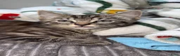 Mixed Breed cats for sale: 3 kittens for sale  - Advert 4