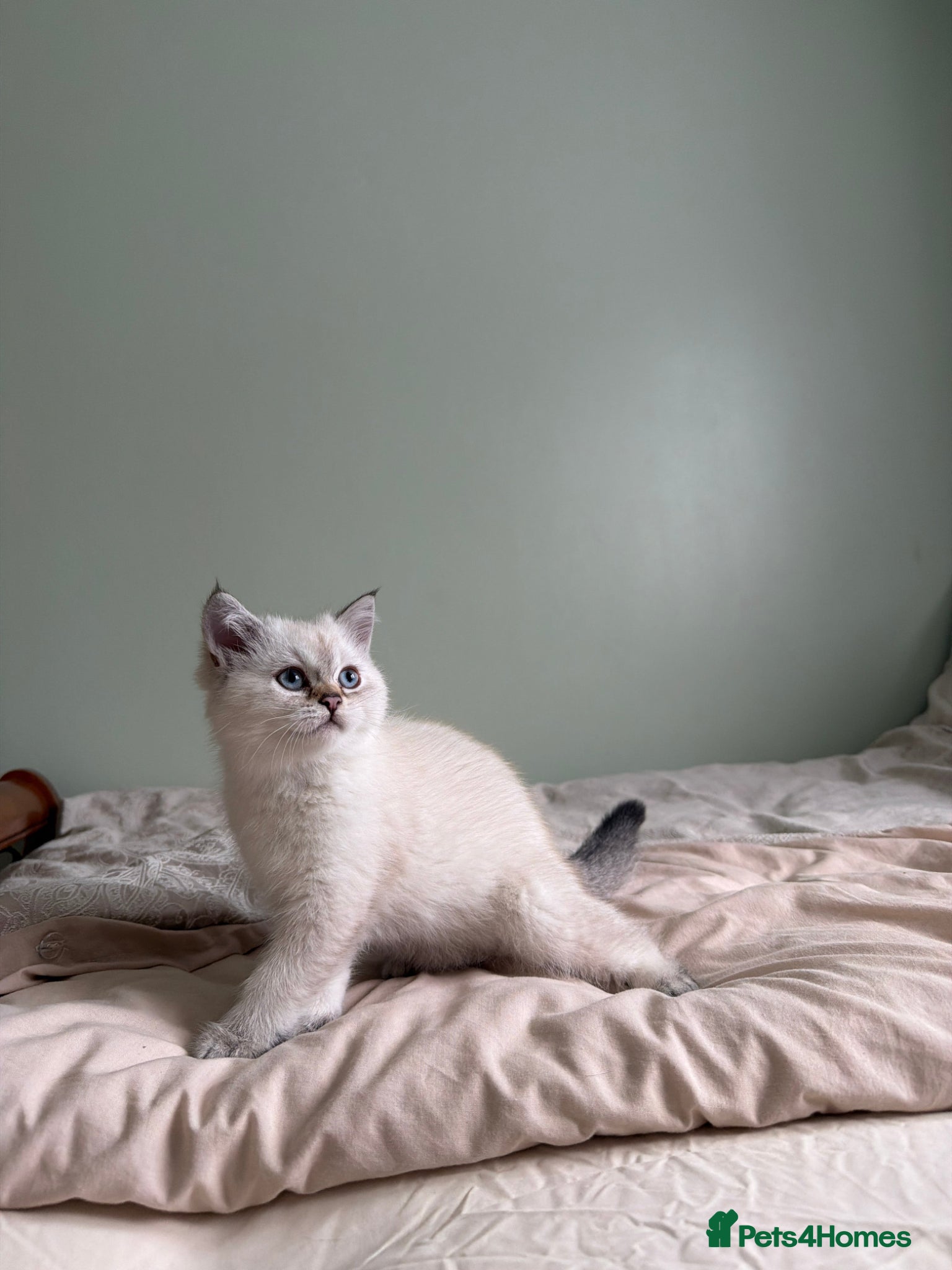 Scottish Fold cats DISCOUNTED Scottish Straight Longhair kittens - Advert 1