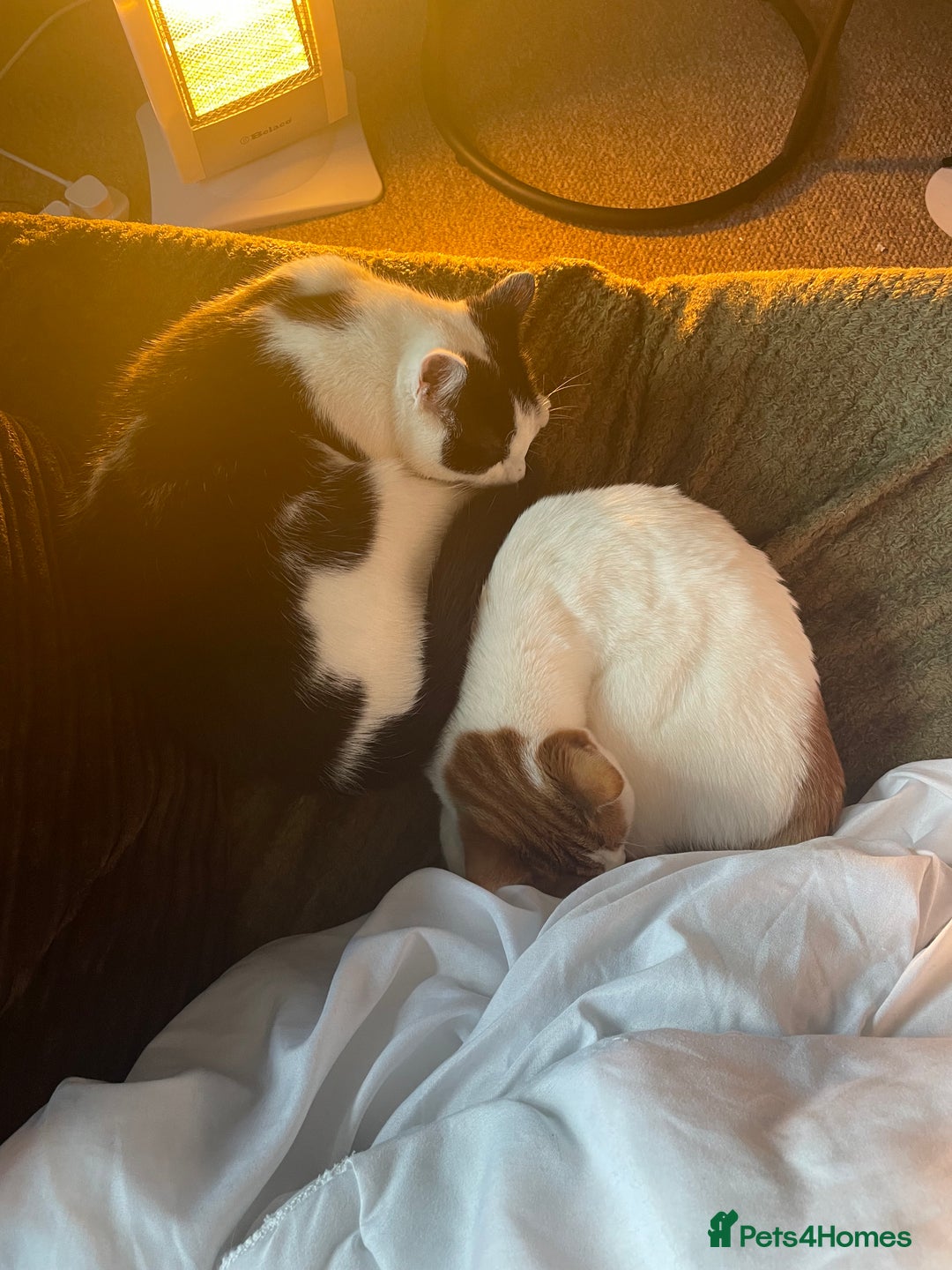 Mixed Breed cats for sale: Bellini & Martini - Image 13